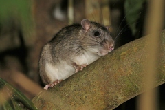 Uromys caudimaculatus