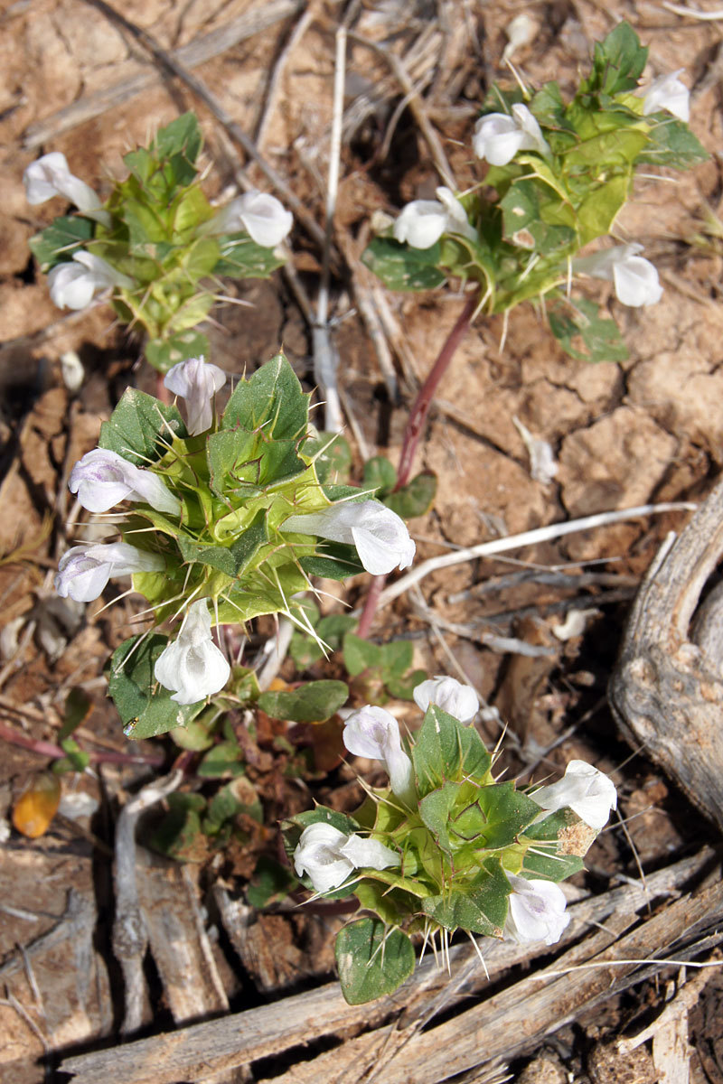Acanthomintha obovata
