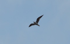 Chroicocephalus ridibundus