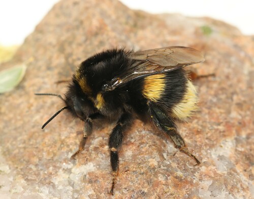 Cryptic Bumble Bee