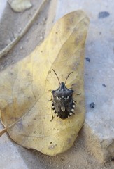 Codophila varia