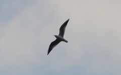 Chroicocephalus ridibundus