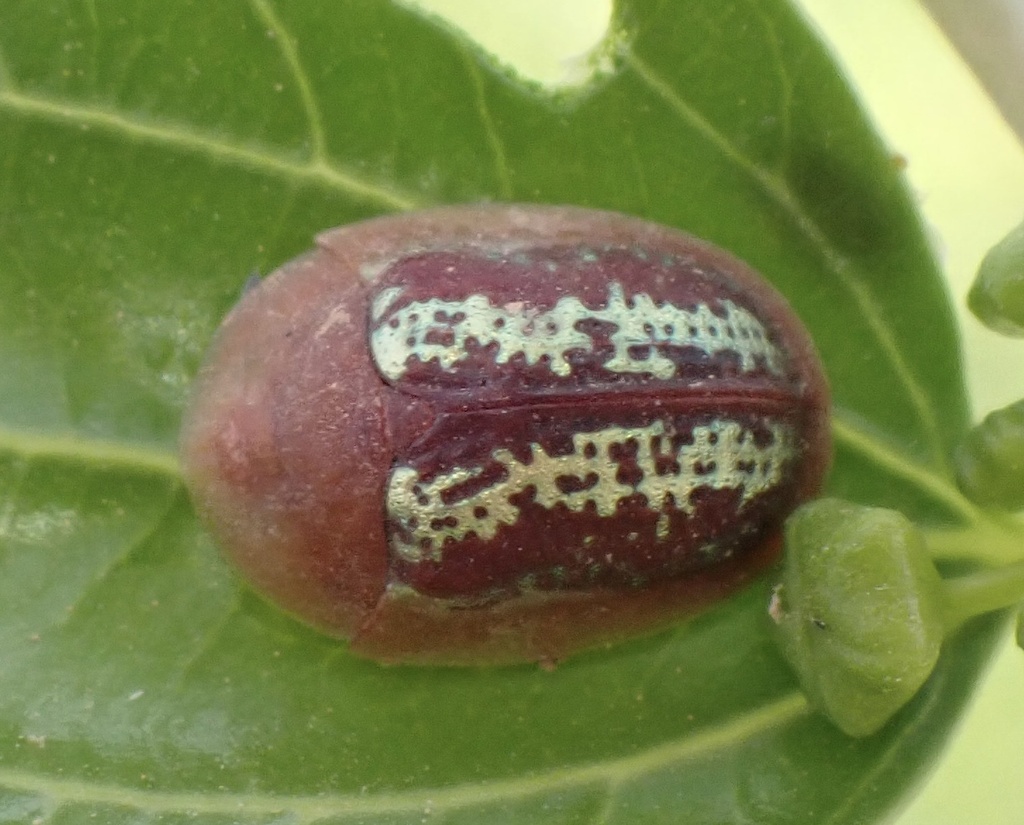 Oocassida tunisiensis