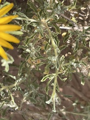 Anvillea garcinii subsp. radiata image