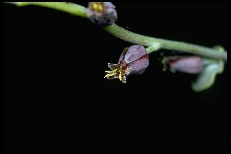 Streptanthus barbatus