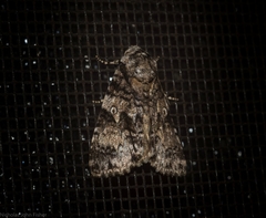 Turnerinycta phaeocosma