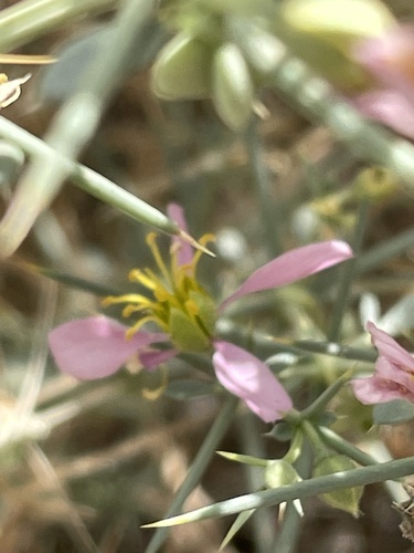 Fagonia zilloides image