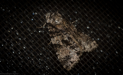 Turnerinycta phaeocosma