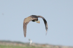 Botaurus poiciloptilus