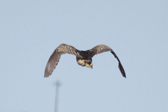 Botaurus poiciloptilus