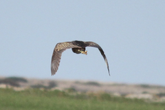 Botaurus poiciloptilus