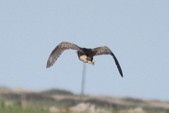 Botaurus poiciloptilus