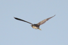 Botaurus poiciloptilus