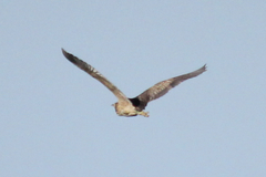 Botaurus poiciloptilus