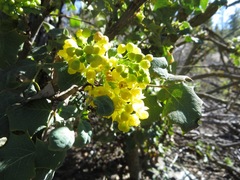 Berberis dictyota