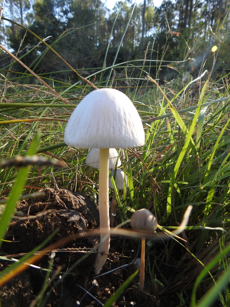 Panaeolus antillarum · March 2023 · photo: © marreginas (iNaturalist, cc-by)