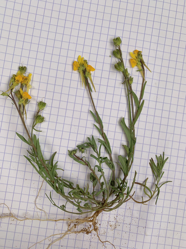 Linaria amethystea subsp. multipunctata image