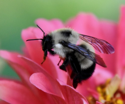 Half-black Bumble Bee