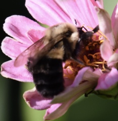 Bombus impatiens