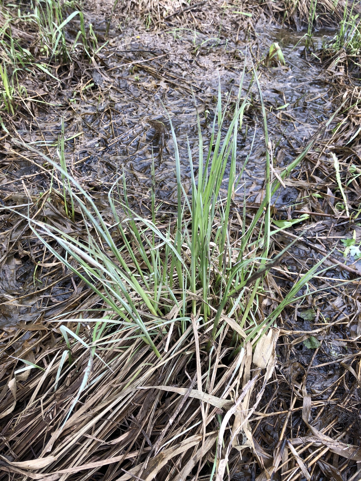 Carex Rostrata Stokes