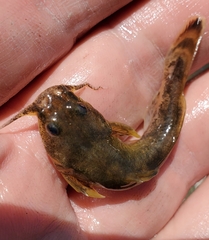 Neosho Madtom photo 1