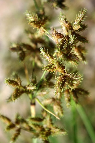 Fuirena pubescens var. pubescens image