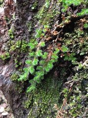 Selaginella hansenii
