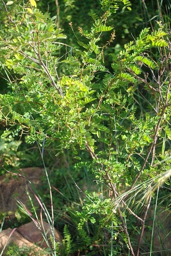 Indigofera swaziensis image