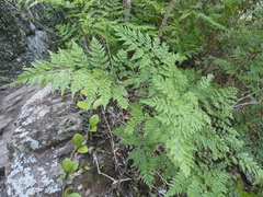 Davallia solida pyxidata