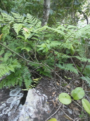 Davallia solida pyxidata