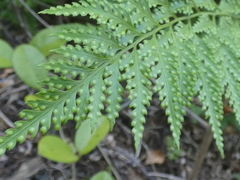 Davallia solida pyxidata