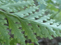 Davallia solida pyxidata