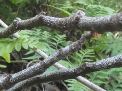 Davallia solida pyxidata