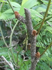 Davallia solida pyxidata