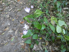 Tripladenia cunninghamii