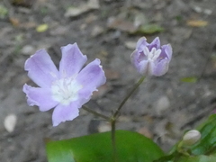 Tripladenia cunninghamii