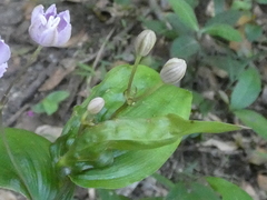 Tripladenia cunninghamii