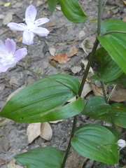 Tripladenia cunninghamii