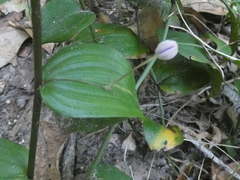 Tripladenia cunninghamii