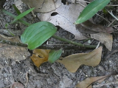 Tripladenia cunninghamii