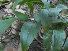 Tripladenia cunninghamii
