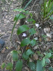 Tripladenia cunninghamii
