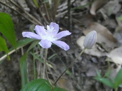 Tripladenia cunninghamii