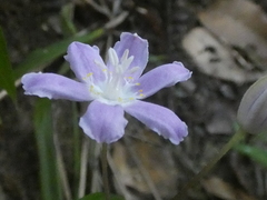 Tripladenia cunninghamii