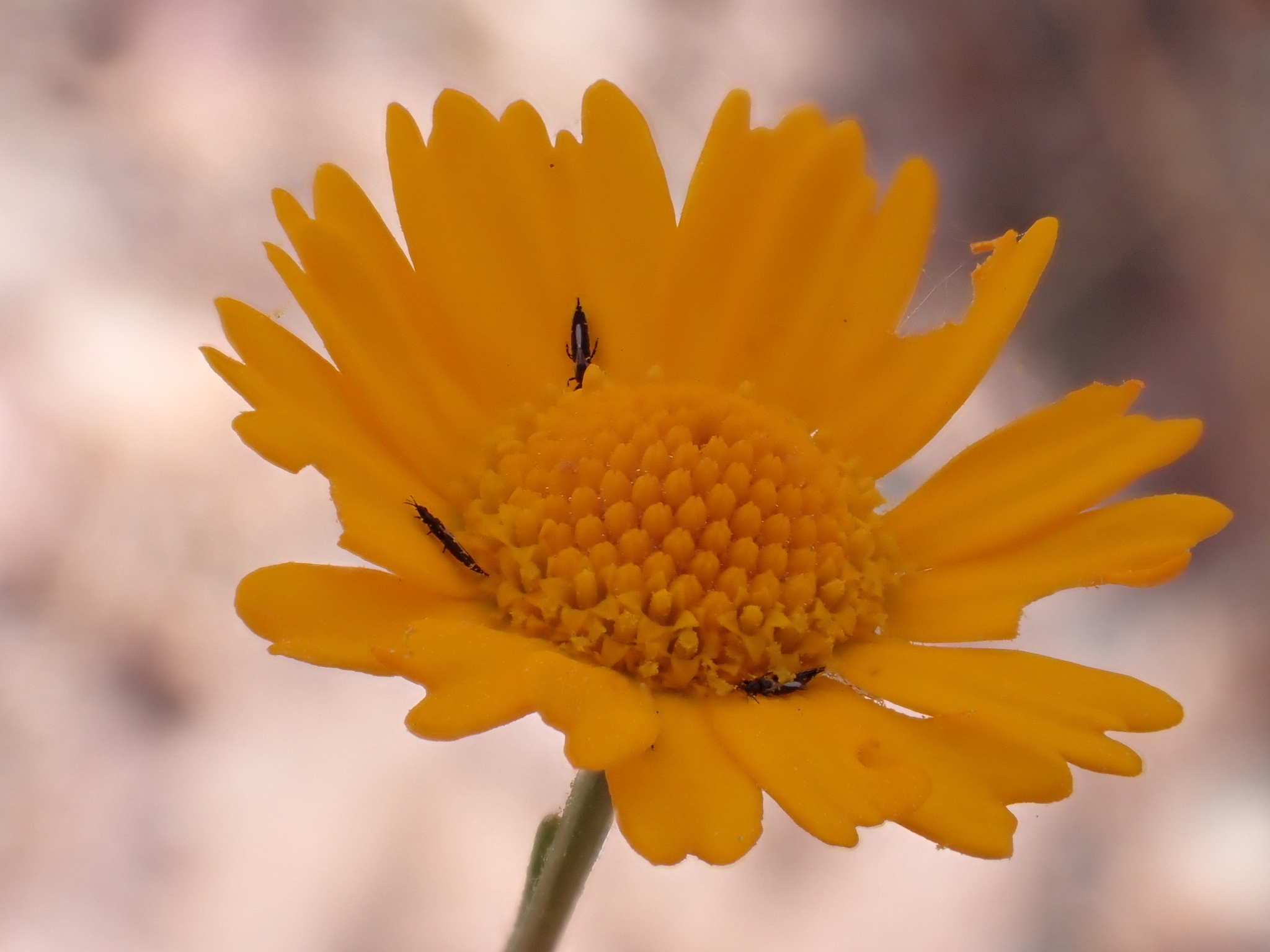 Cladanthus eriolepis