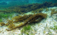 Cystophora moniliformis