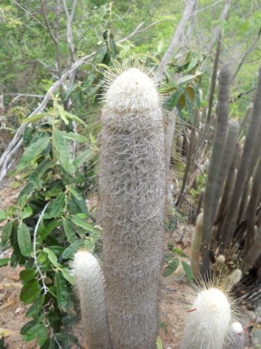 Foto de Cabeca branca