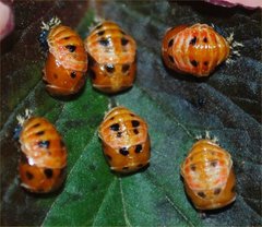 Harmonia axyridis