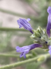 Lavandula mairei image