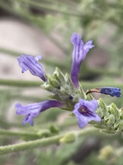 Lavandula mairei image